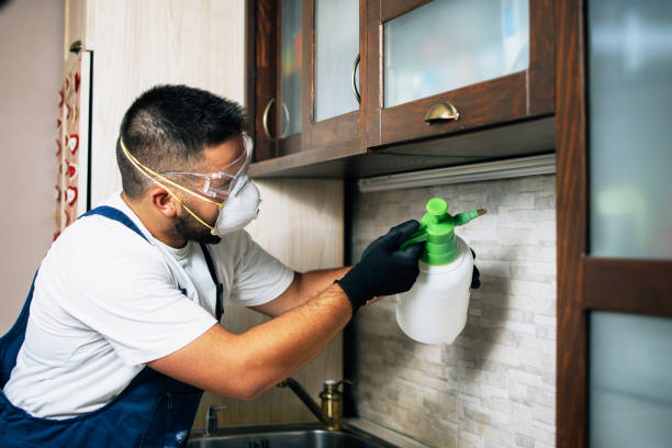 Best Flea Control Services  in Pace, FL